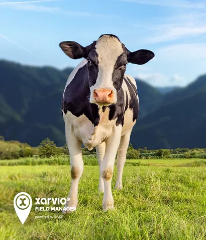 Photo showing a cow on a pasture illustrating pasture grass production by using xarvio® Field Manager